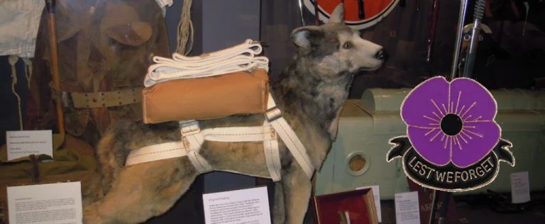 Honouring Animals Who Serve In War