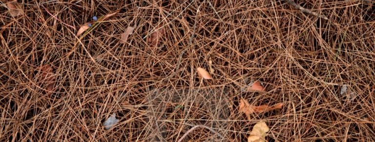 Pine Trees: The  Ally of the North