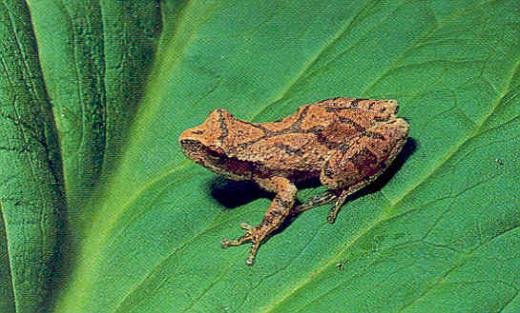 Spring Peeper Frogs 2016