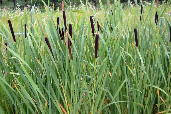 Using Cattails