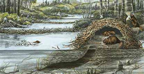 A "Dam" good trail in Algonquin Park