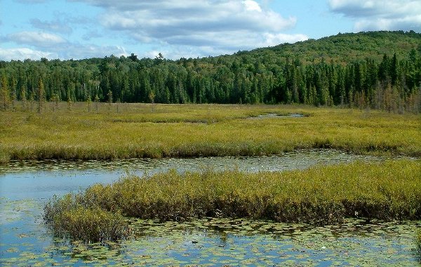 Spruce Bog Boardwalk