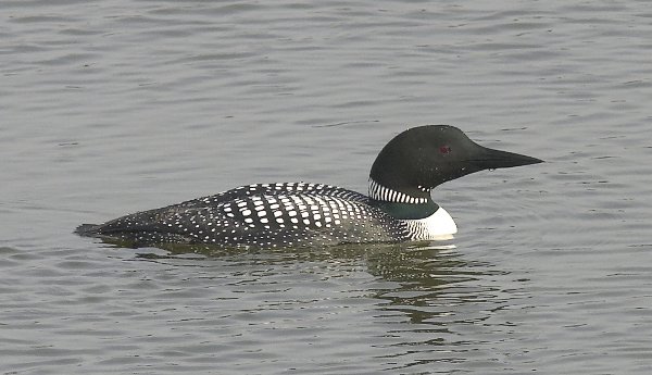 Big East Lake Excursion